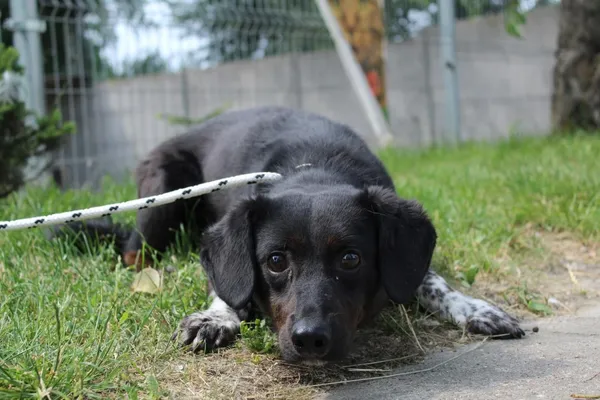 Pies do adopcji, Bełchatów, 13 maja 2018 (1/5)