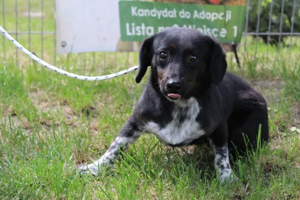 Pies do adopcji, Bełchatów, 13 maja 2018 (5/5)
