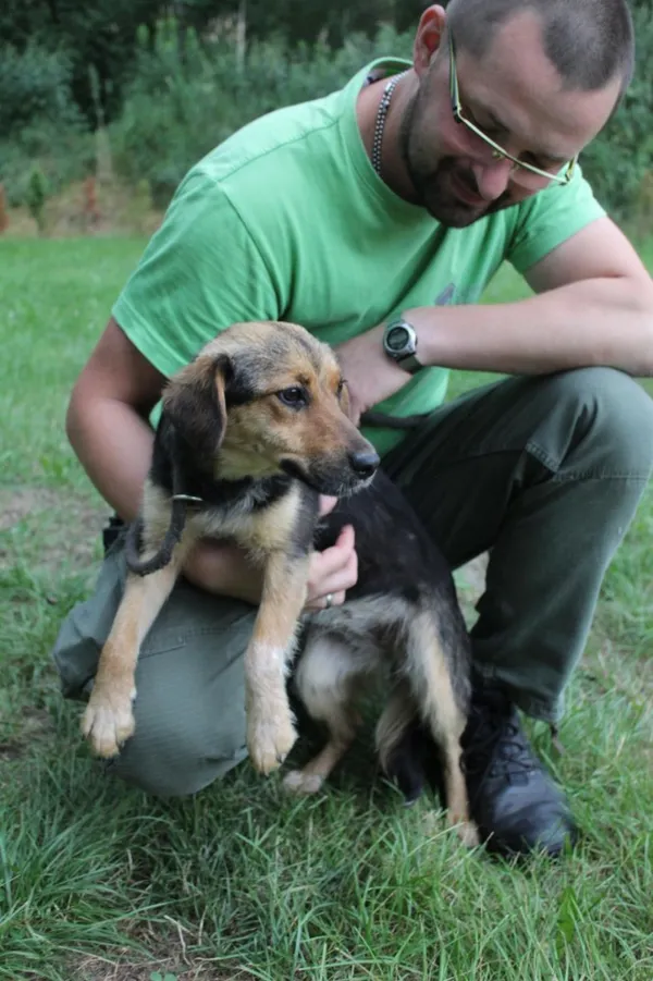 Pies do adopcji, Bełchatów, 5 lipca 2022 (2/5)