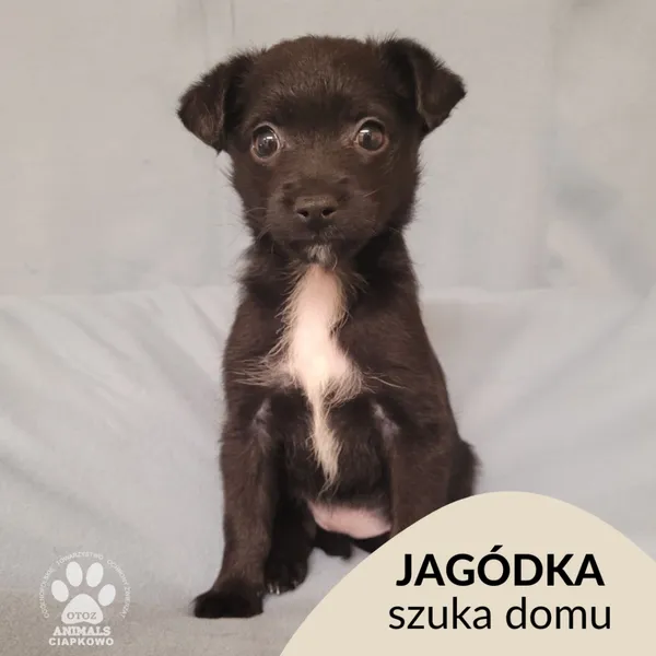 Pies do adopcji, Gdynia, 25 listopada 2022 (1/2)