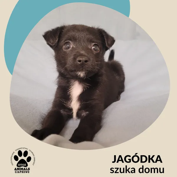 Pies do adopcji, Gdynia, 25 listopada 2022 (2/2)