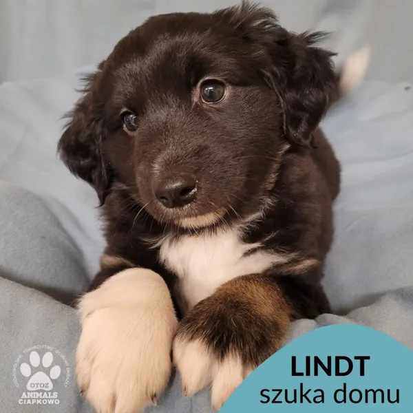 Pies do adopcji, Gdynia, 25 listopada 2022 (1/3)