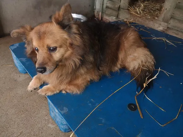 Pies do adopcji, Choszczno, 1 listopada 2022