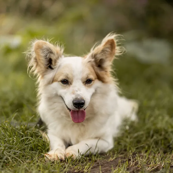 Pies do adopcji, Wysocko Wielkie, 20 listopada 2022 (2/5)