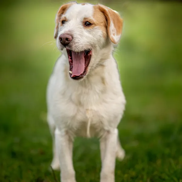 Pies do adopcji, Wysocko Wielkie, 6 listopada 2022 (2/4)