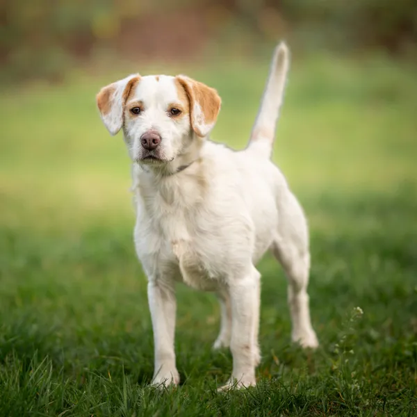 Pies do adopcji, Wysocko Wielkie, 6 listopada 2022 (3/4)