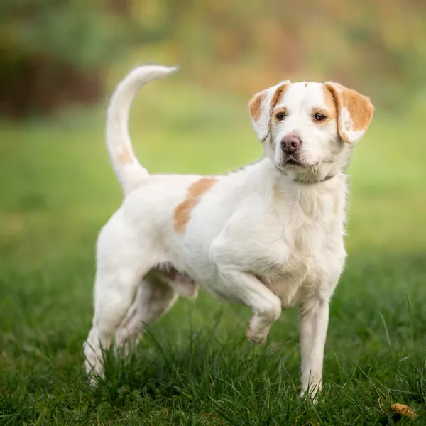 Pies do adopcji, Wysocko Wielkie, 6 listopada 2022 (4/4)