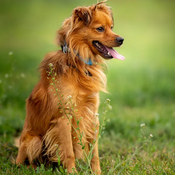 Pies do adopcji, Wysocko Wielkie, 6 listopada 2022 (1/3)