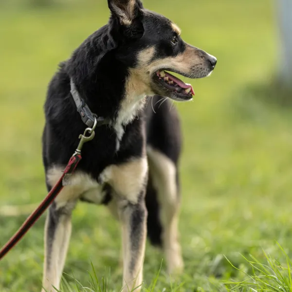 Pies do adopcji, Wysocko Wielkie, 30 października 2022 (1/3)
