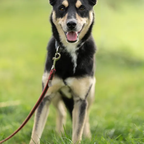 Pies do adopcji, Wysocko Wielkie, 30 października 2022 (3/3)