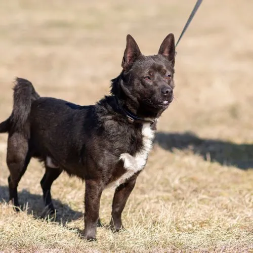 Pies do adopcji, Wysocko Wielkie, 16 marca 2022 (2/3)