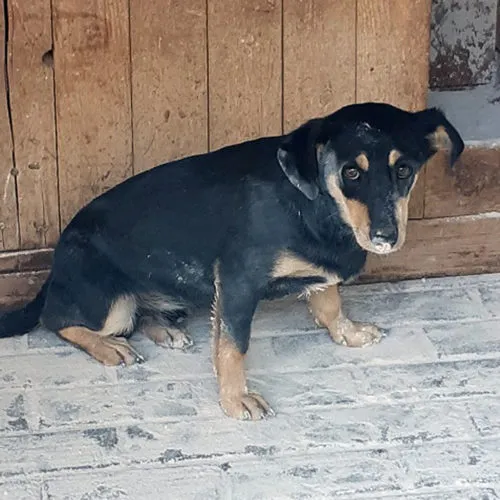 Pies do adopcji, Wysocko Wielkie, 27 marca 2021