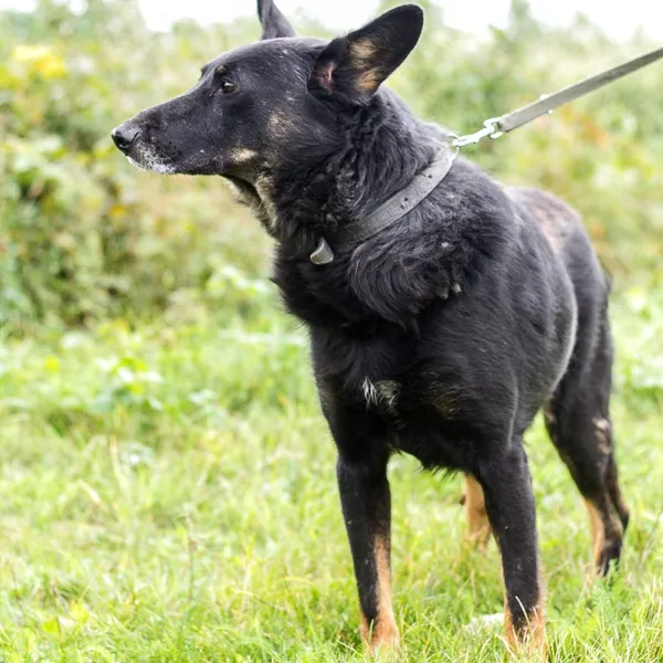 Pies do adopcji, Wysocko Wielkie, 15 października 2017 (3/3)