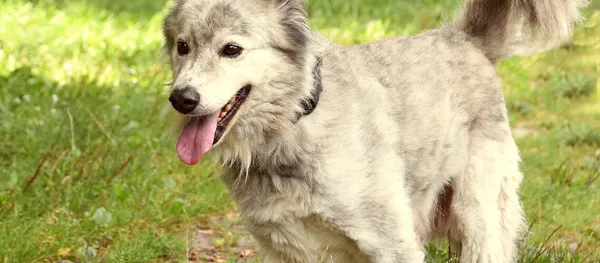 Pies do adopcji, Biała Podlaska, 23 czerwca 2016