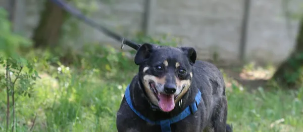 Pies do adopcji, Biała Podlaska, 13 września 2019 (1/2)