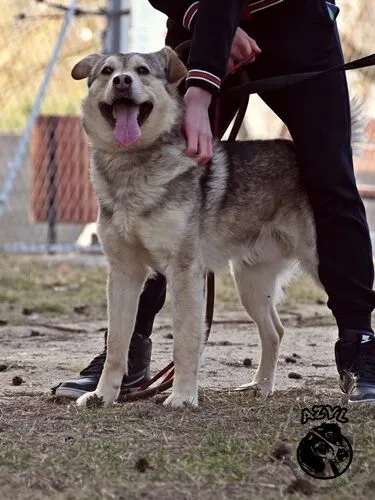 Pies do adopcji, Biała Podlaska, 26 maja 2021