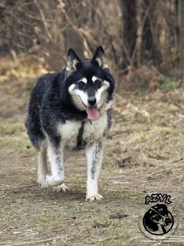 Pies do adopcji, Biała Podlaska, 18 maja 2018