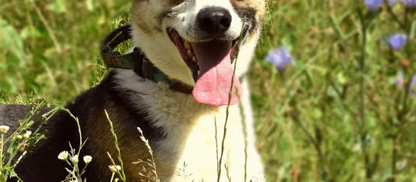 Pies do adopcji, Biała Podlaska, 3 grudnia 2019