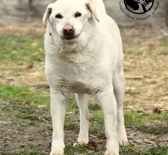 Pies do adopcji, Biała Podlaska, 22 lutego 2012 (1/2)