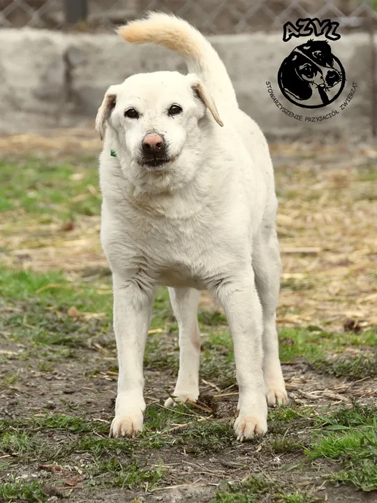Pies do adopcji, Biała Podlaska, 22 lutego 2012 (2/2)