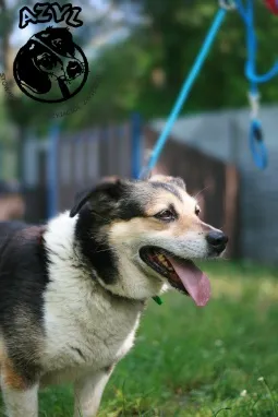 Pies do adopcji, Biała Podlaska, 11 marca 2018