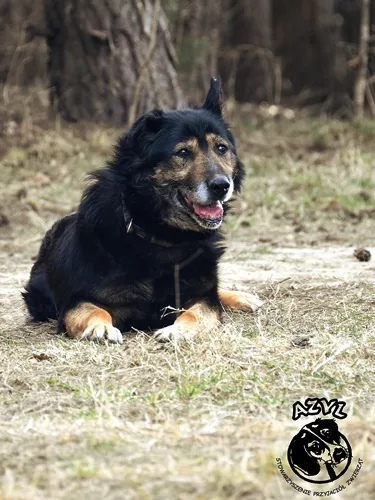Pies do adopcji, Biała Podlaska, 30 kwietnia 2016