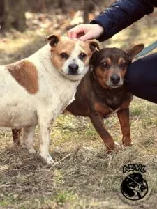 Pies do adopcji, Biała Podlaska, 4 grudnia 2015 (2/3)