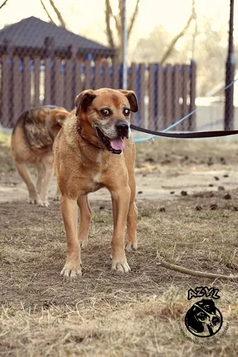 Pies do adopcji, Biała Podlaska, 21 czerwca 2014