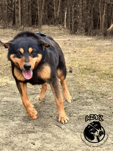 Pies do adopcji, Biała Podlaska, 11 maja 2016