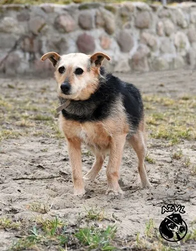 Pies do adopcji, Biała Podlaska, 5 czerwca 2013 (1/3)