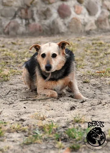 Pies do adopcji, Biała Podlaska, 5 czerwca 2013 (2/3)