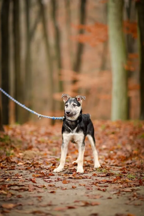 Pies do adopcji, Elbląg, 20 listopada 2022 (1/4)