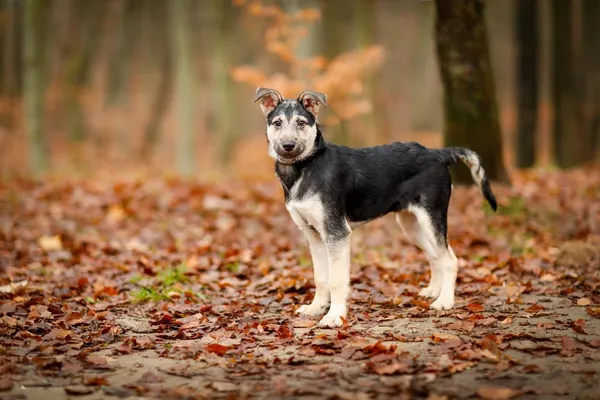 Pies do adopcji, Elbląg, 20 listopada 2022 (4/4)