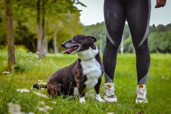 Pies do adopcji, Radom, 16 września 2023 (5/5)