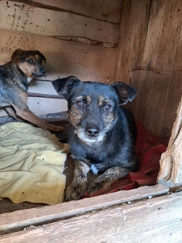 Pies do adopcji, Choszczno, 13 października 2022