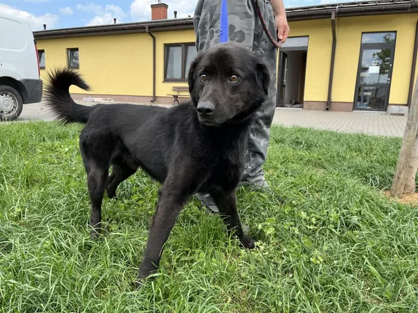Znaleziono psa, Puławy, 10 maja 2022