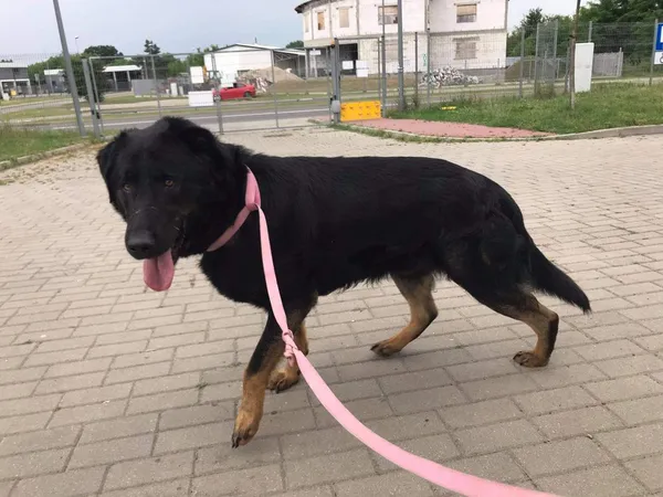 Znaleziono psa, Puławy, 25 czerwca 2021
