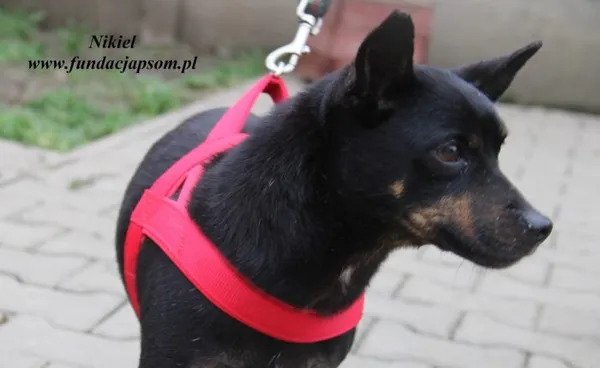 Pies do adopcji, Nowy Dwór Mazowiecki, 30 listopada 2022 (2/5)