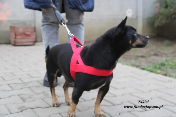 Pies do adopcji, Nowy Dwór Mazowiecki, 30 listopada 2022 (3/5)
