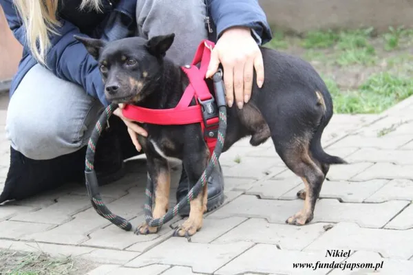 Pies do adopcji, Nowy Dwór Mazowiecki, 30 listopada 2022 (4/5)