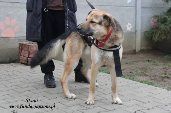 Pies do adopcji, Nowy Dwór Mazowiecki, 29 listopada 2022 (3/5)