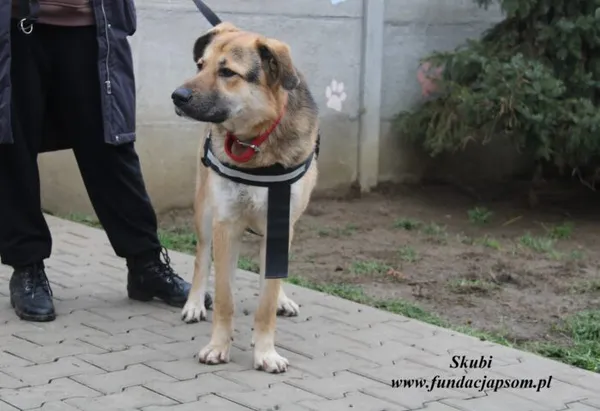 Pies do adopcji, Nowy Dwór Mazowiecki, 29 listopada 2022 (5/5)