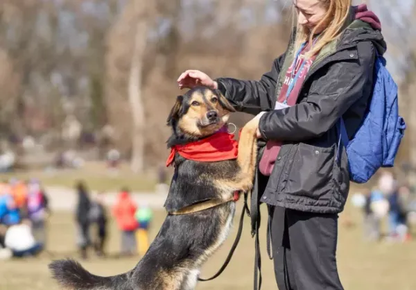 Pies do adopcji, Warszawa, 19 października 2020 (1/5)