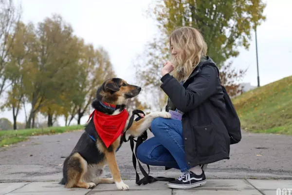 Pies do adopcji, Warszawa, 19 października 2020 (4/5)