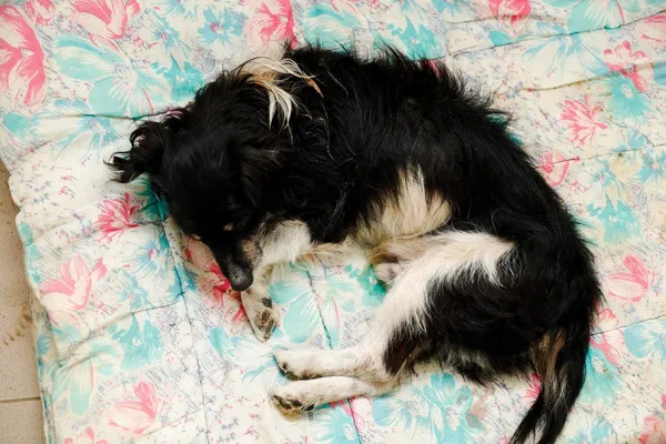 Pies do adopcji, Elbląg, 29 listopada 2022