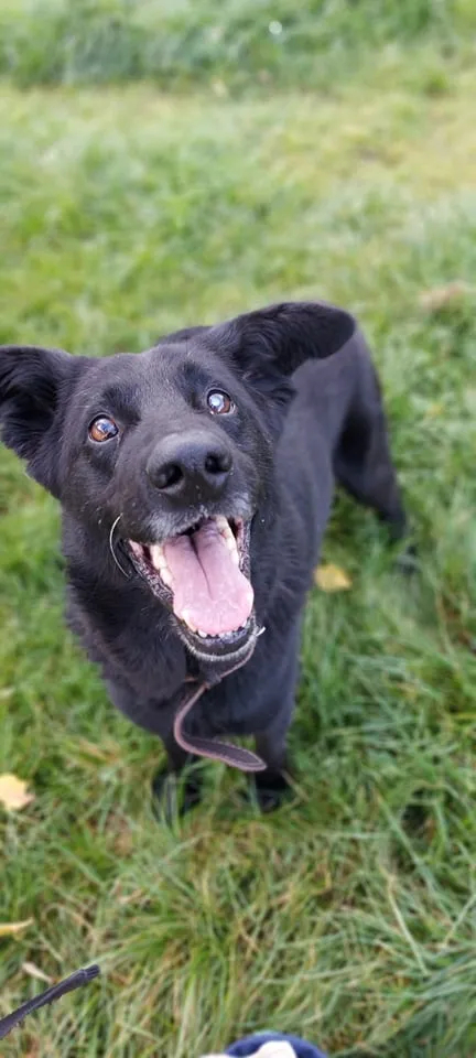 Pies do adopcji, Jelenia Góra, 8 sierpnia 2021 (2/3)