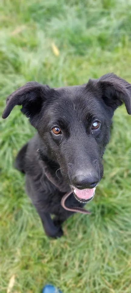 Pies do adopcji, Jelenia Góra, 8 sierpnia 2021 (1/3)