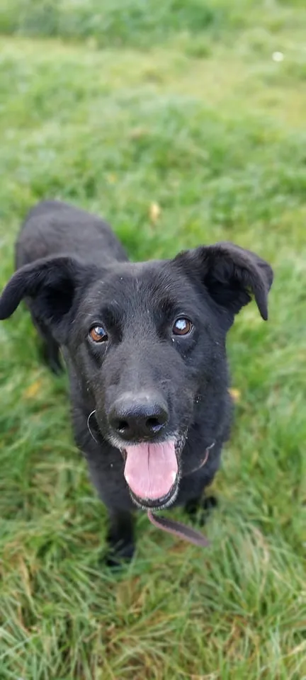 Pies do adopcji, Jelenia Góra, 8 sierpnia 2021 (3/3)