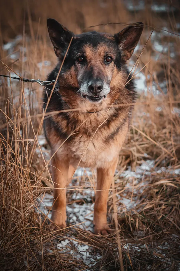Pies do adopcji, Jelenia Góra, 2 lutego 2020 (2/5)