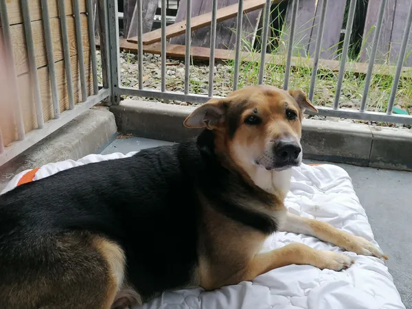 Pies do adopcji, Jelenia Góra, 6 lipca 2020 (2/3)